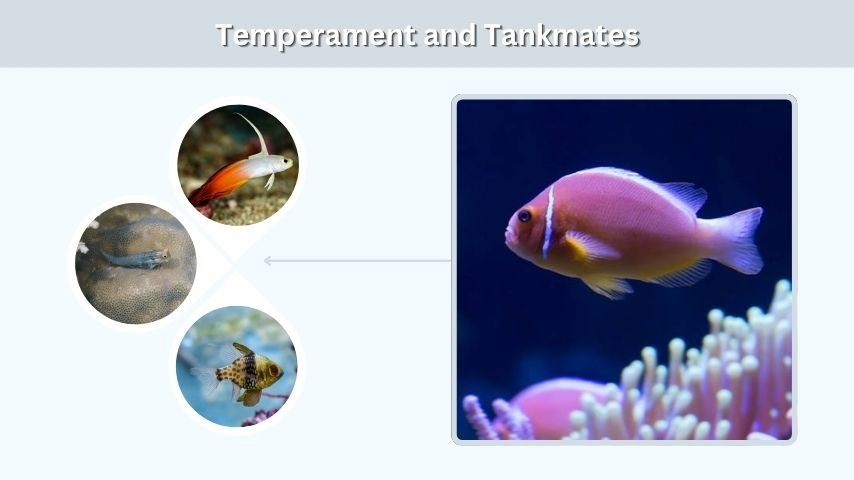 Temperament and Tankmates