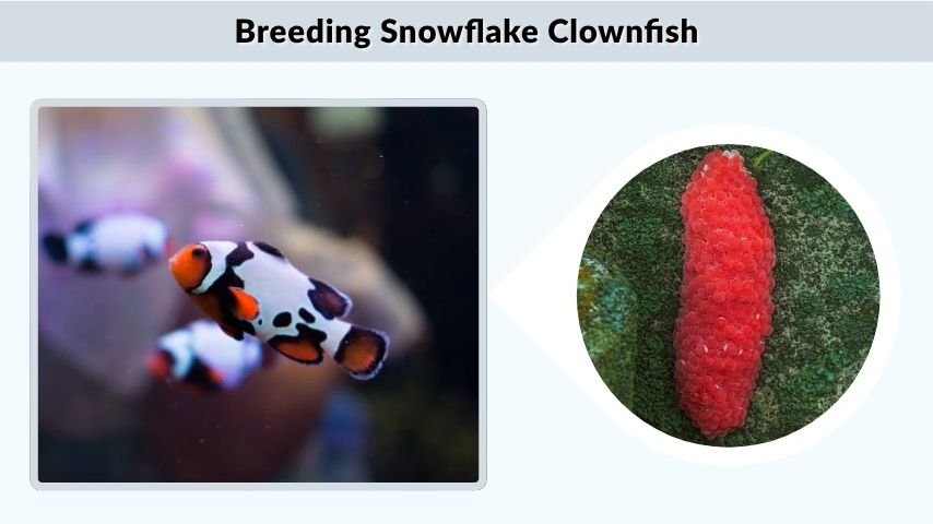 Breeding Snowflake Clownfish