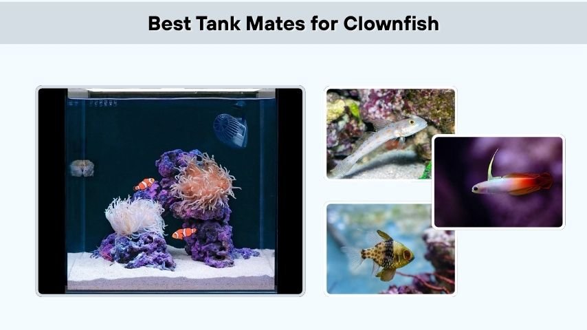 Best Tank Mates for Clownfish