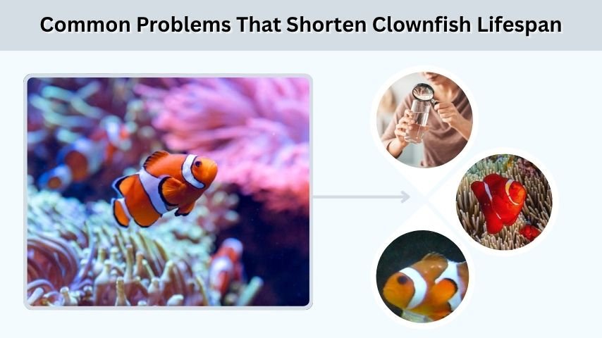 Common Problems That Shorten Clownfish Lifespan