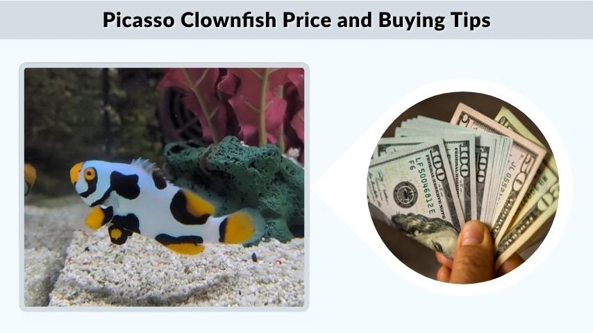 Picasso Clownfish Price and Buying Tips