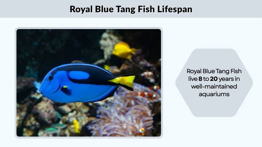 Royal Blue Tang Fish Lifespan