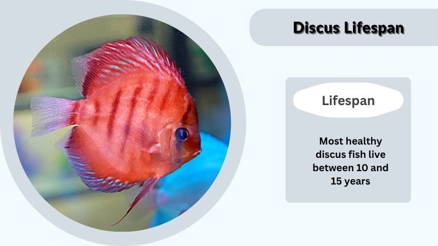 Discus Lifespan