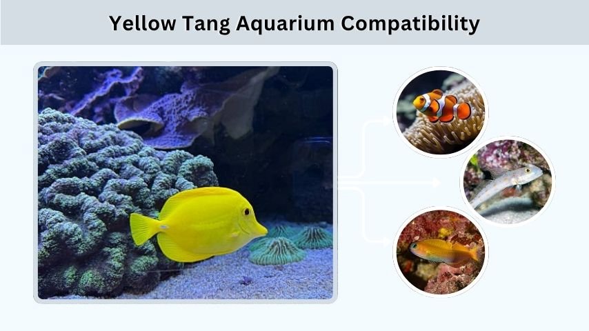 Yellow Tang Aquarium Compatibility