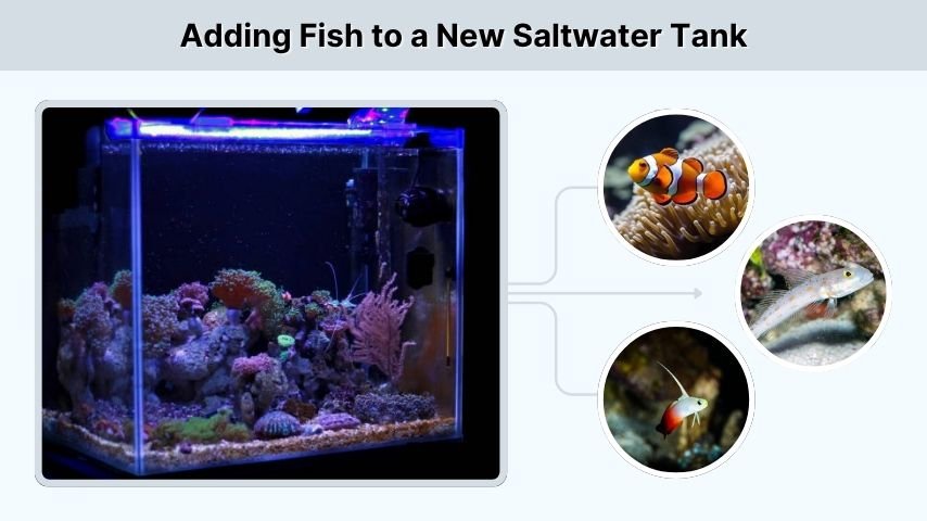 Adding Fish to a New Saltwater Tank