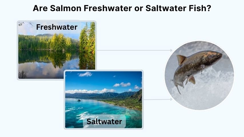 Are Salmon Freshwater or Saltwater Fish?
