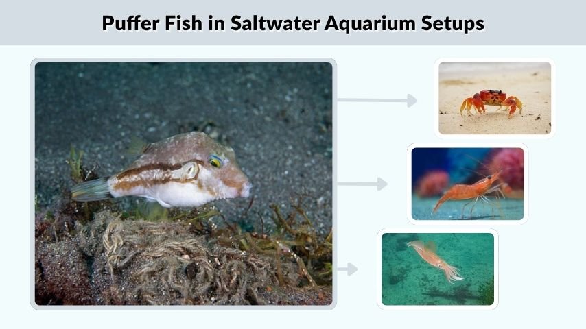 Puffer Fish in Saltwater Aquarium Setups