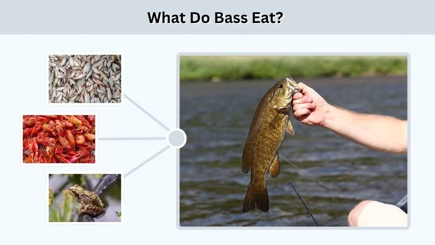What Do Bass Eat?