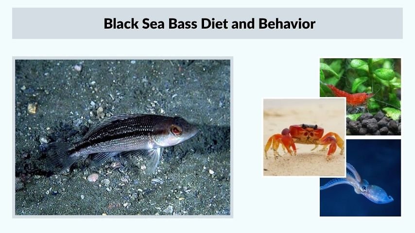 Black Sea Bass Diet and Behavior