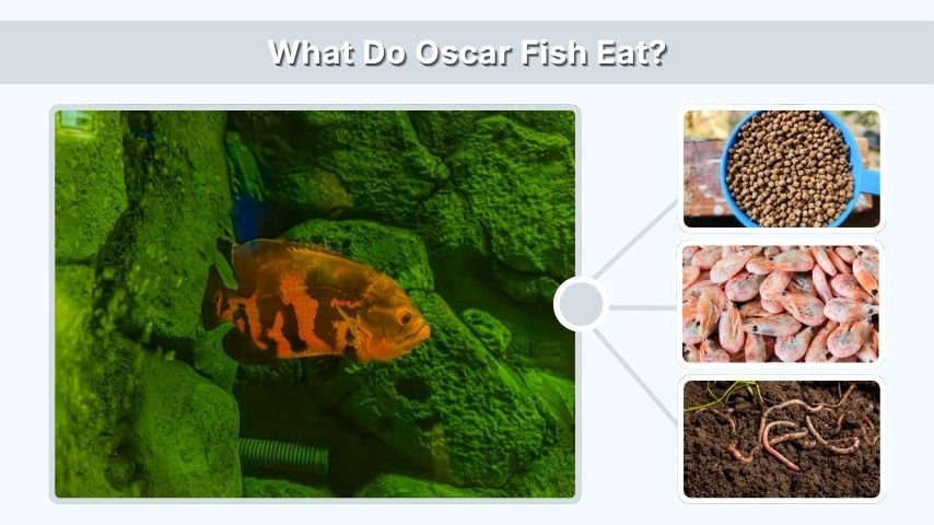 What Do Oscar Fish Eat?