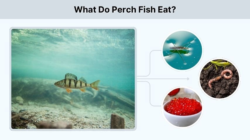 What Do Perch Fish Eat?