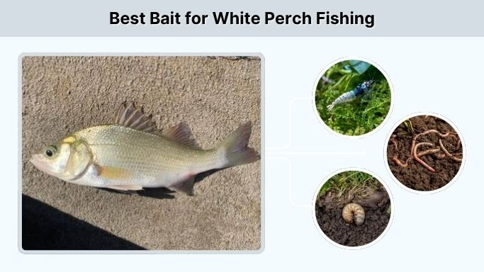 Best Bait for White Perch Fishing