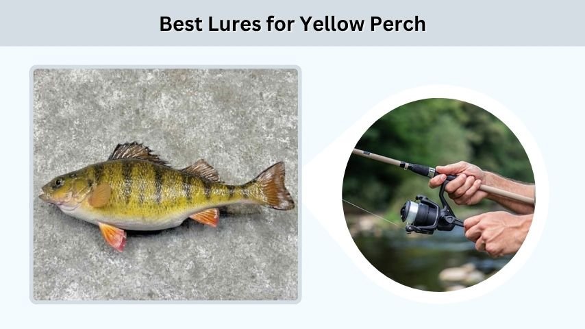 Best Lures for Yellow Perch