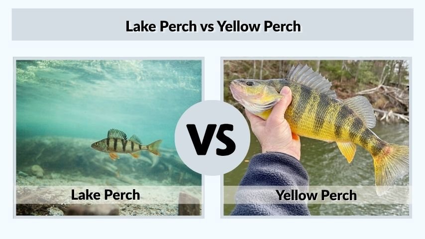 Lake Perch vs Yellow Perch