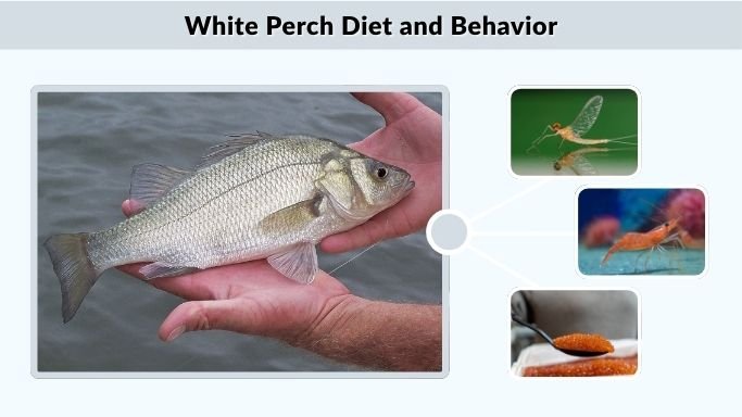 White Perch Diet and Behavior
