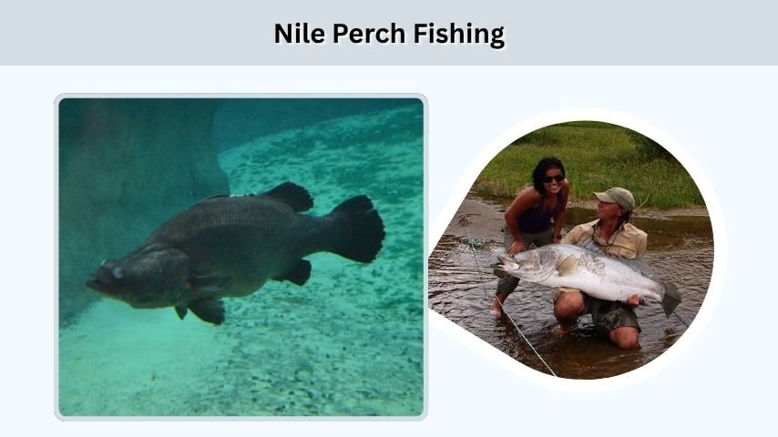 Nile Perch Fishing