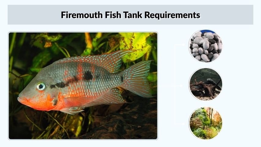 Firemouth Fish Tank Requirements