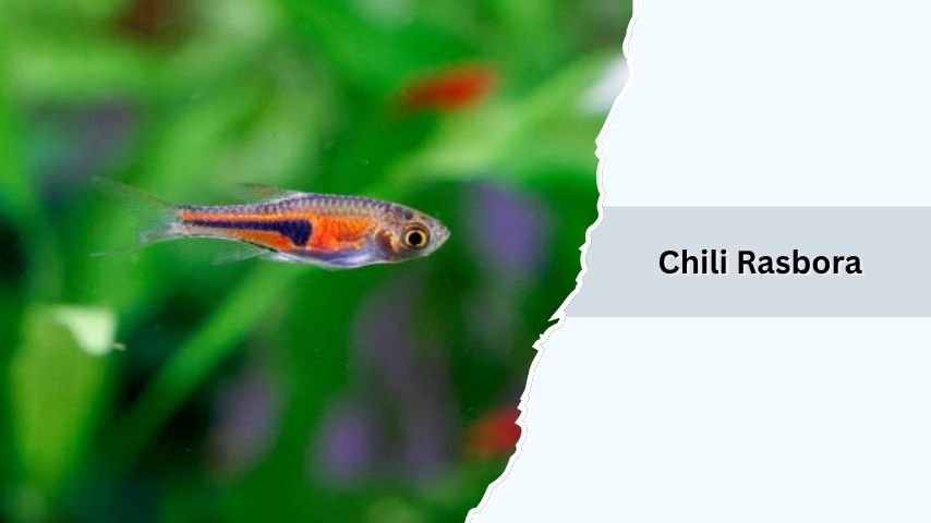 Chili Rasbora