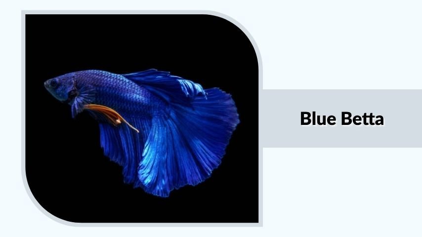 Blue Betta