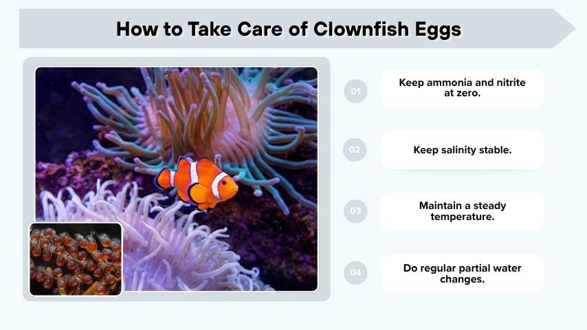 How to Take Care of Clownfish Eggs