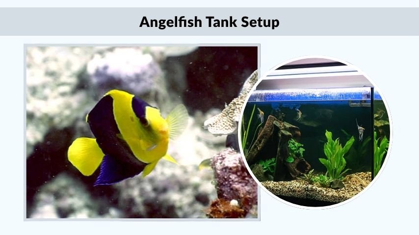 Angelfish Tank Setup