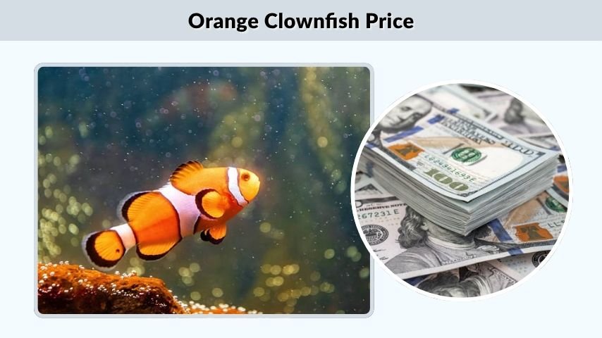 Orange Clownfish Price