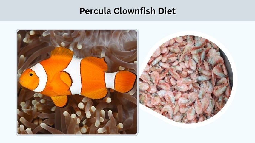 Percula Clownfish Diet