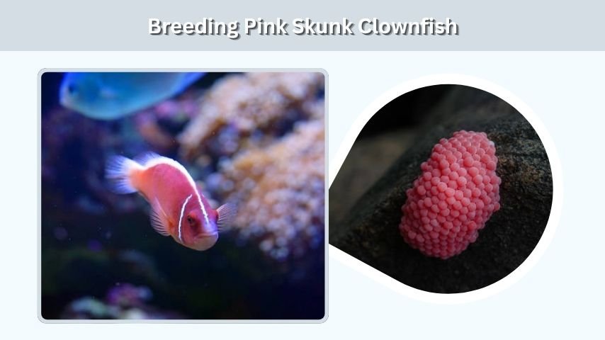 Breeding Pink Skunk Clownfish