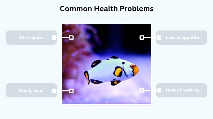 Common Health Problems