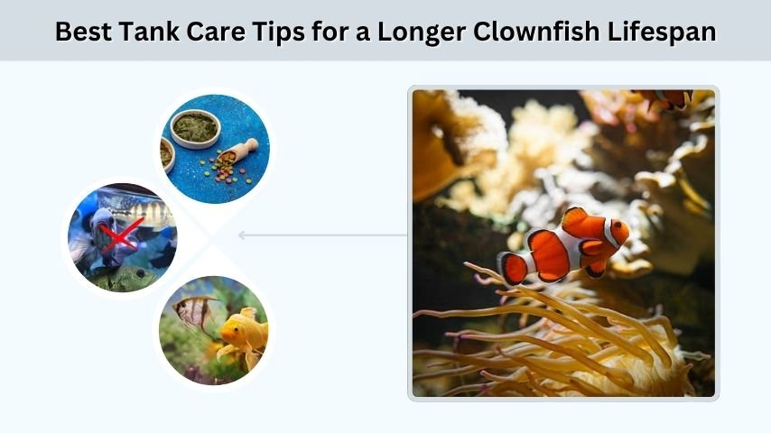 Best Tank Care Tips for a Longer Clownfish Lifespan