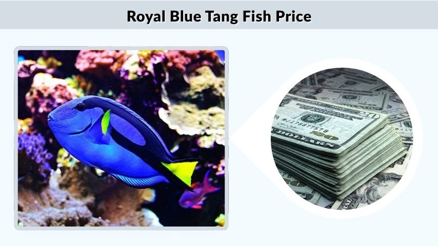 Royal Blue Tang Fish Price
