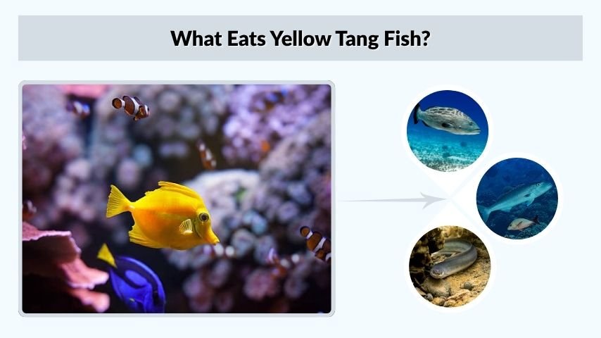 What Eats Yellow Tang Fish?