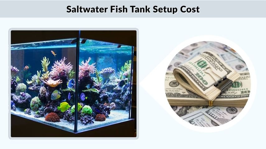 Saltwater Fish Tank Setup Cost
