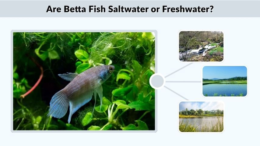 Are Betta Fish Saltwater or Freshwater?