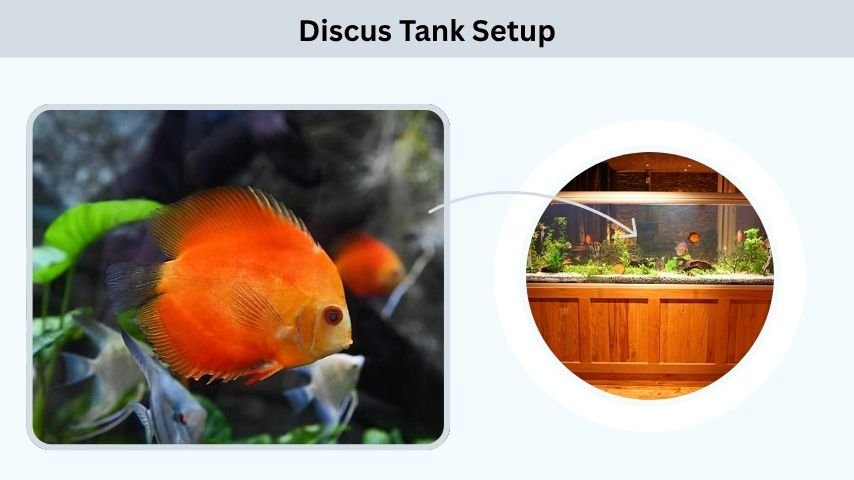Discus Tank Setup