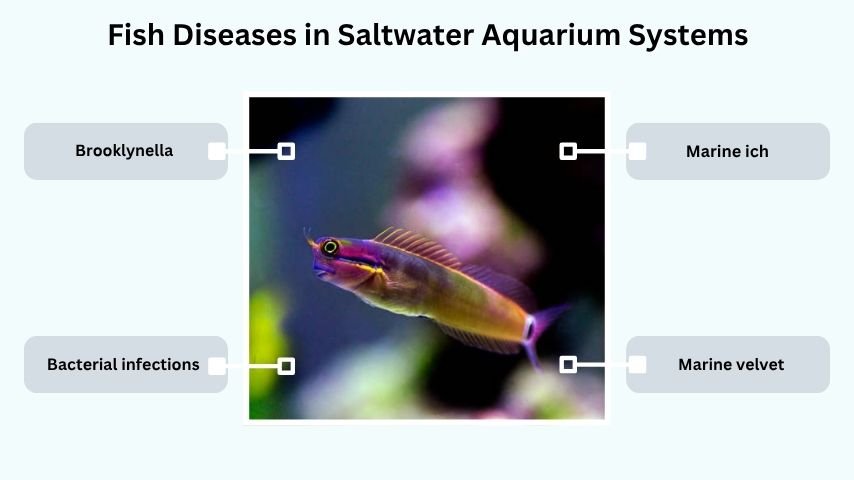 Fish Diseases in Saltwater Aquarium Systems