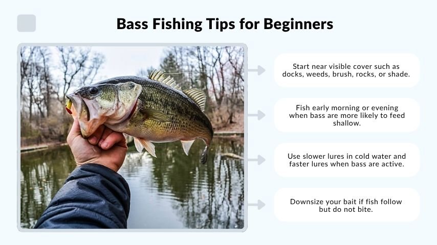 Bass Fishing Tips for Beginners