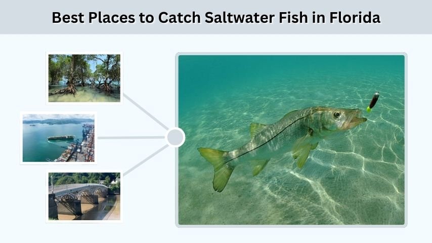 Best Places to Catch Saltwater Fish in Florida