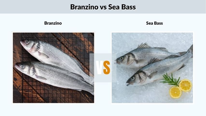 Branzino vs Sea Bass