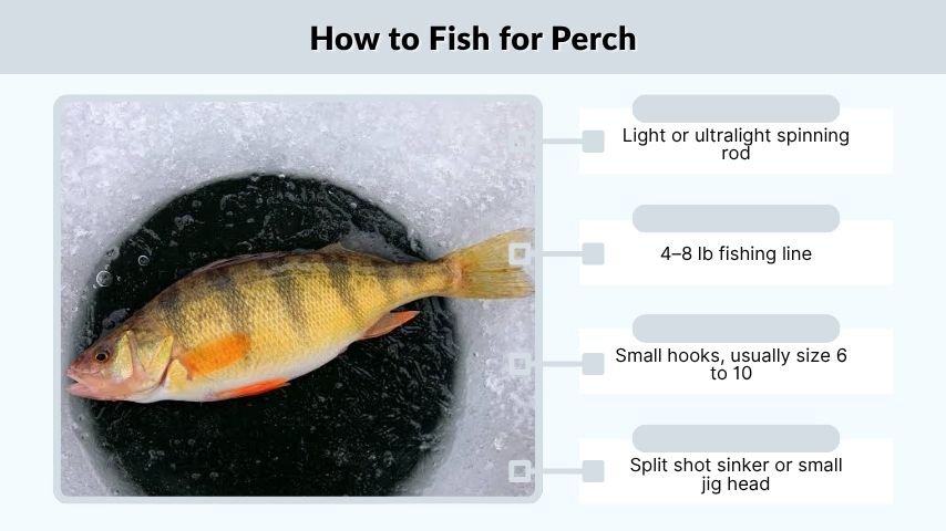 How to Fish for Perch