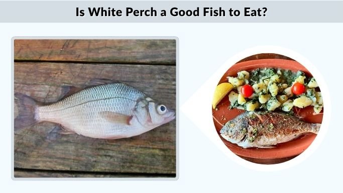 Is White Perch a Good Fish to Eat?
