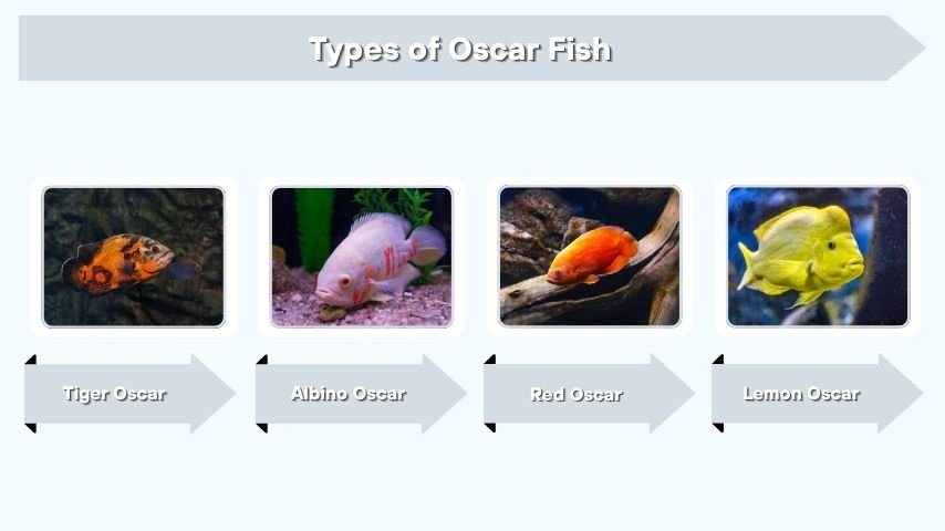 Types of Oscar Fish
