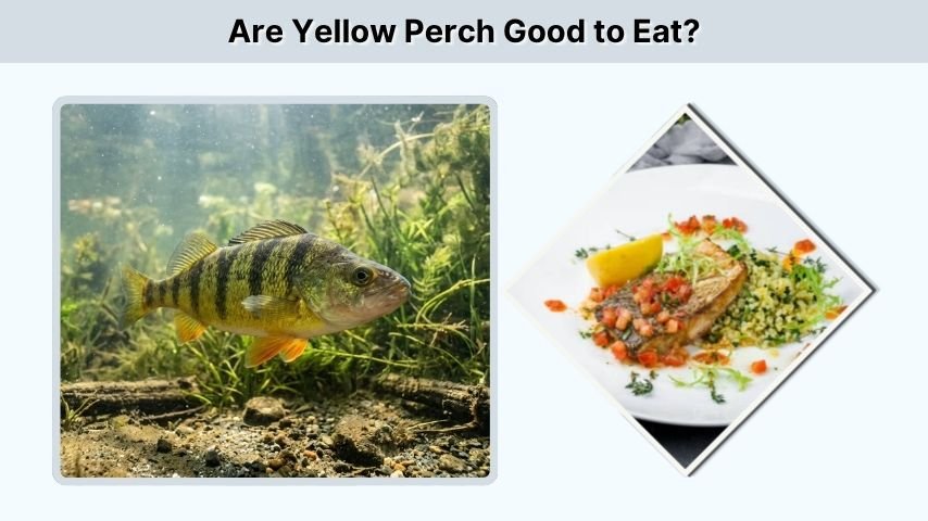 Are Yellow Perch Good to Eat?