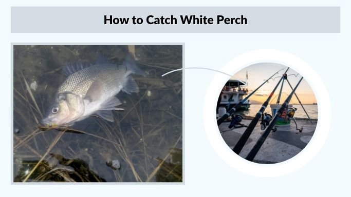 How to Catch White Perch