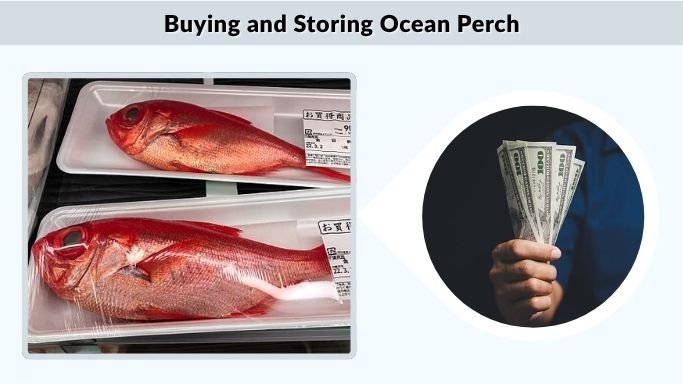 Buying and Storing Ocean Perch