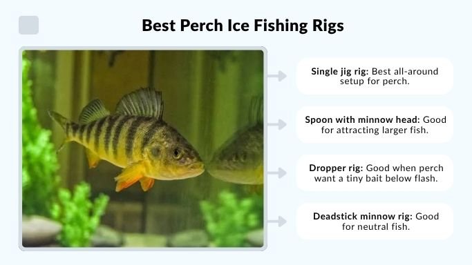 Best Perch Ice Fishing Rigs