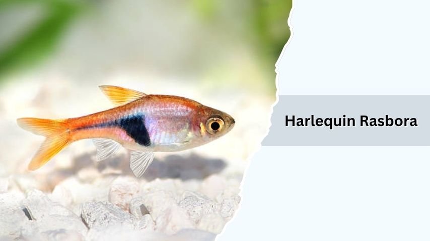 Harlequin Rasbora
