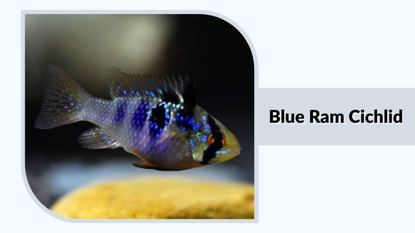 Blue Ram Cichlid