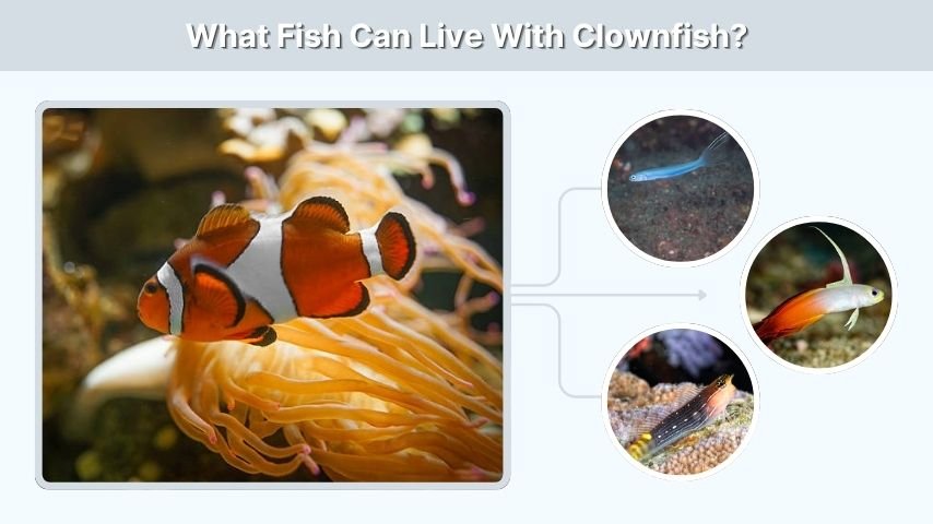 What Fish Can Live With Clownfish?