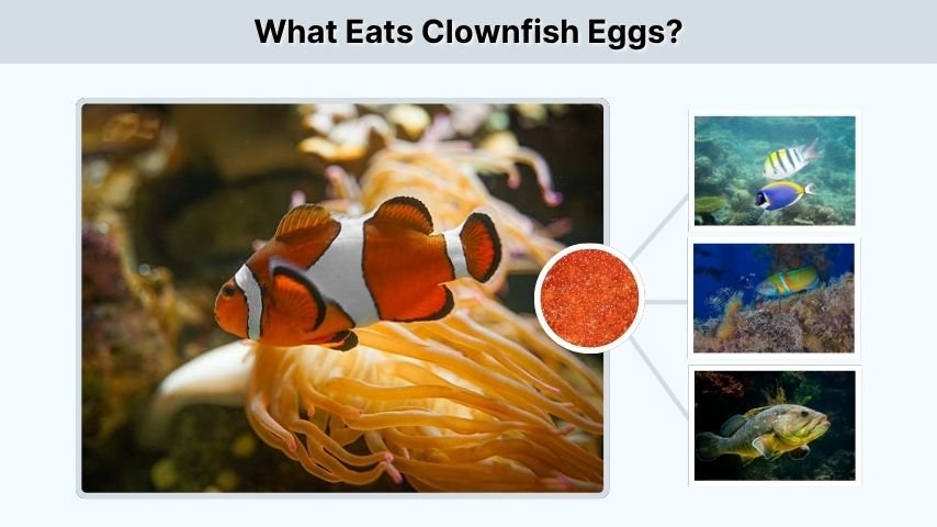 What Eats Clownfish Eggs?